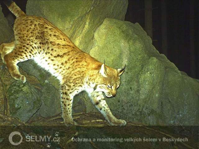 Lynx male in Beskydy Mts.; photo: Friends of the Earth Czech Republic
